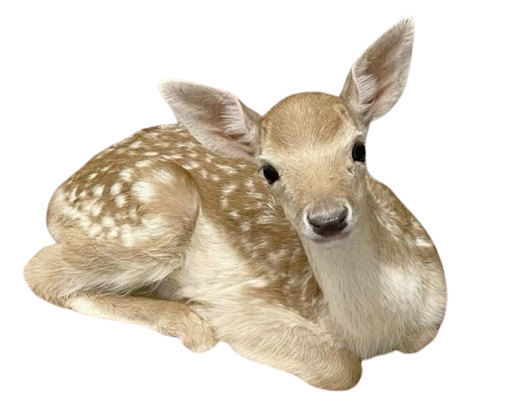 desc